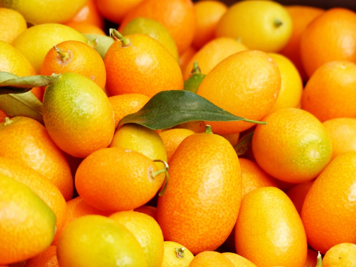 What’s Fresh? Kumquats!