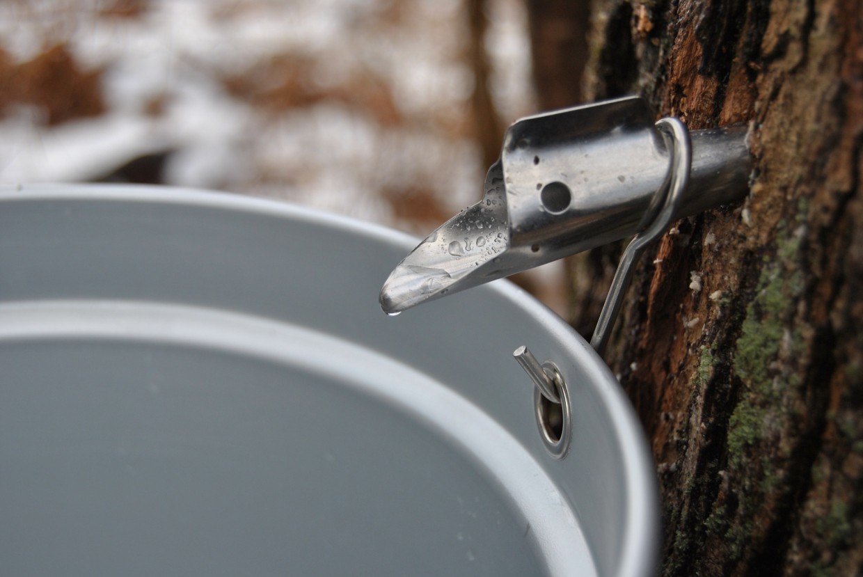 Wild Foods Cookery: Tree Sap for Beverages & Syrup