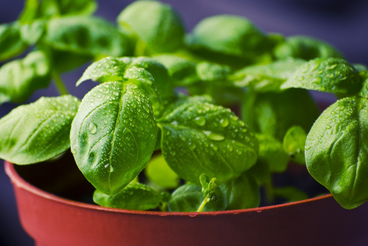 Get Fresh: Using Fresh Herbs