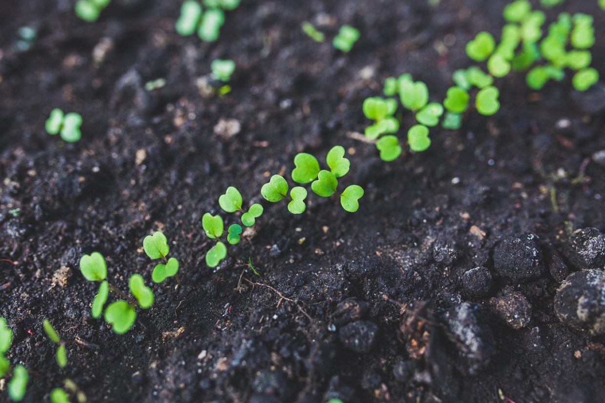 Garden Tips: Plan, Sow, Grow