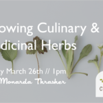 Growing Medicinal and Culinary Herbs